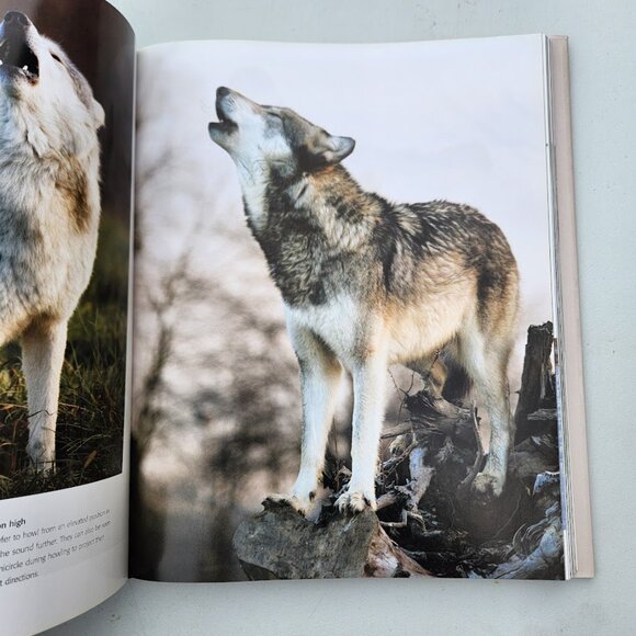 Spirit of the Wolf: Hardcover Book Coffee Table Decor Mythical Hunter of the Wil - Picture 7 of 16